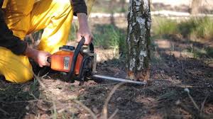 How Our Tree Care Process Works  in  Burnsville, MN