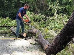 Reliable Burnsville, MN Tree Services Solutions