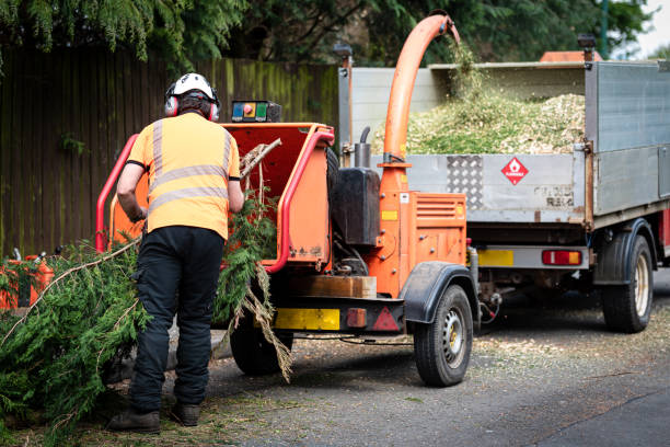 Best Lawn Renovation and Restoration  in Burnsville, MN