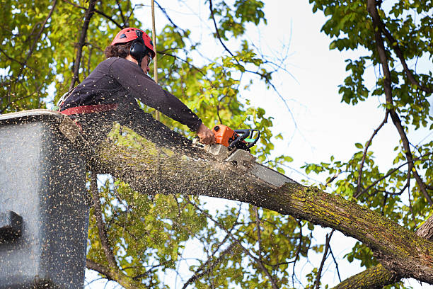 Best Fruit Tree Pruning  in Burnsville, MN